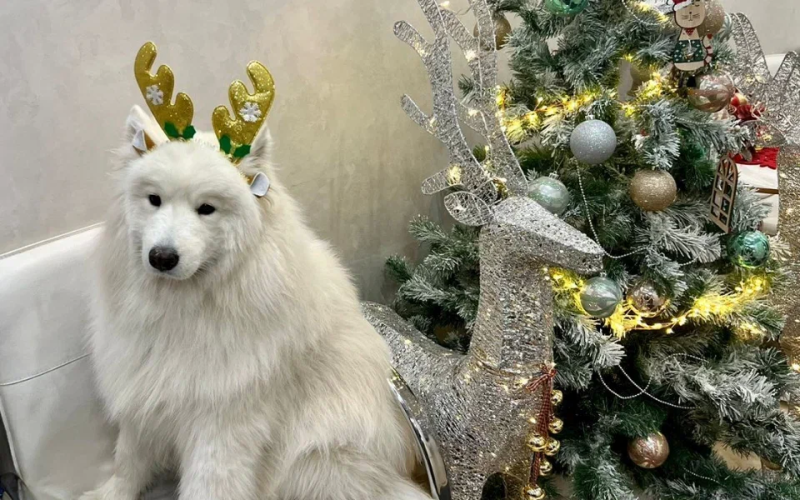 Новогодние праздники для владельцев собак