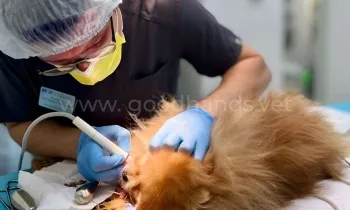 Чистка зубов в ветеринарной клинике «в Добрые Руки»