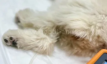 Эвтаназия в ветеринарной клинике «в Добрые Руки»