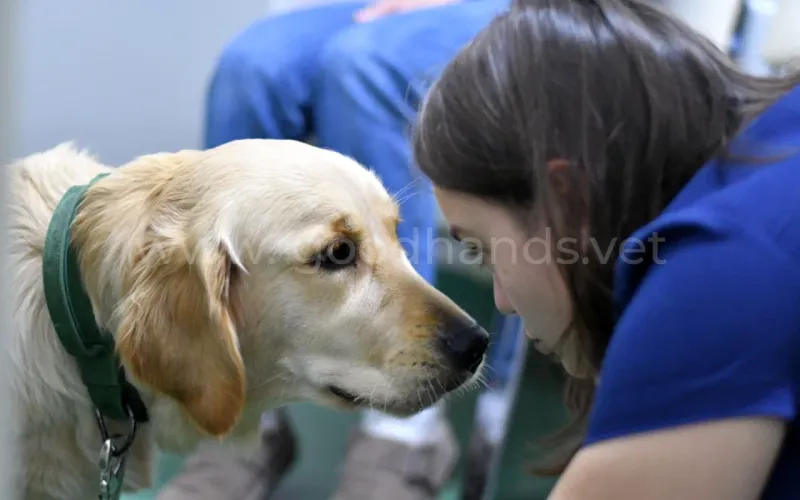 Как собака выбирает себе хозяина в семье?