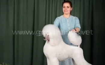 Стрижка собак и кошек в ветеринарной клинике «в Добрые Руки»