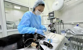 Анестезия в ветеринарной клинике «в Добрые Руки»