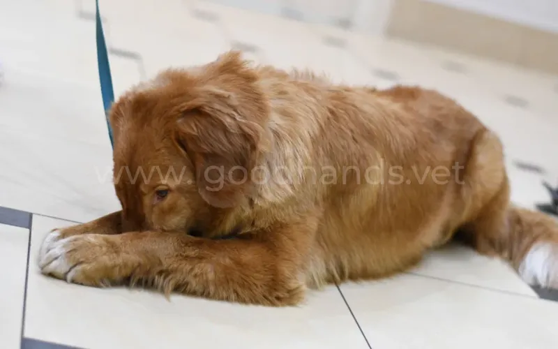 Почему собаки валяются в какашках и тухлятине