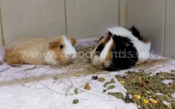 Лечение грызунов в ветеринарной клинике «в Добрые Руки»