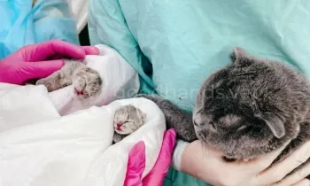 Родовспоможение в ветеринарной клинике «в Добрые Руки»