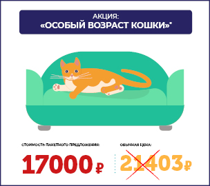 Проверьте здоровье вашей кошки со скидкой 20%. Программа диспансеризации «Особый возраст кошки»