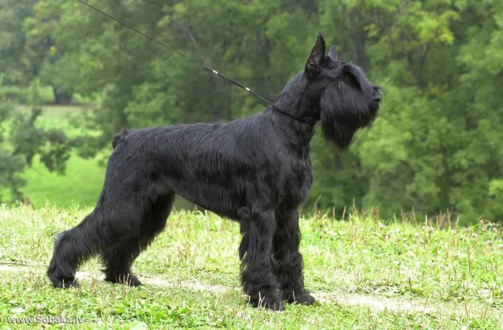 rizenschnauzer5.jpg rizenschnauzer5.jpg