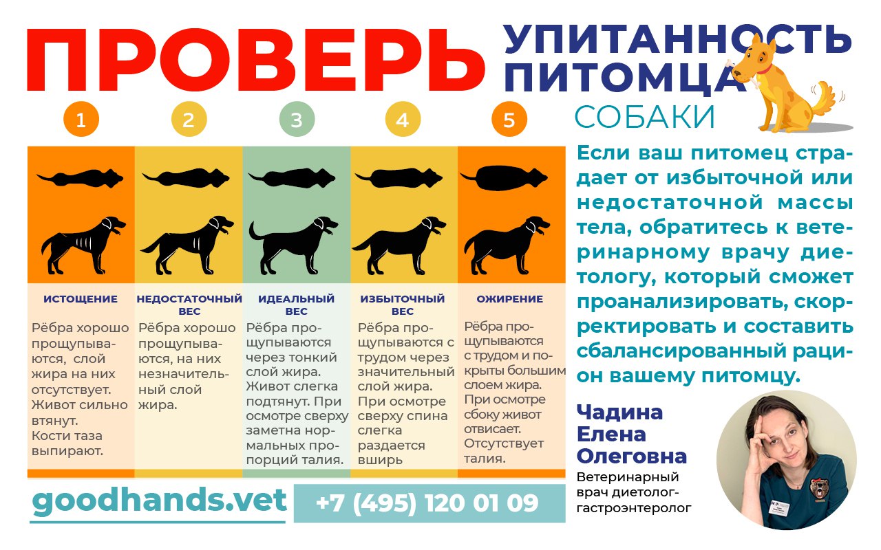 ожирение у собак таблица ожирение у собак таблица