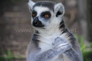 lemur.jpg