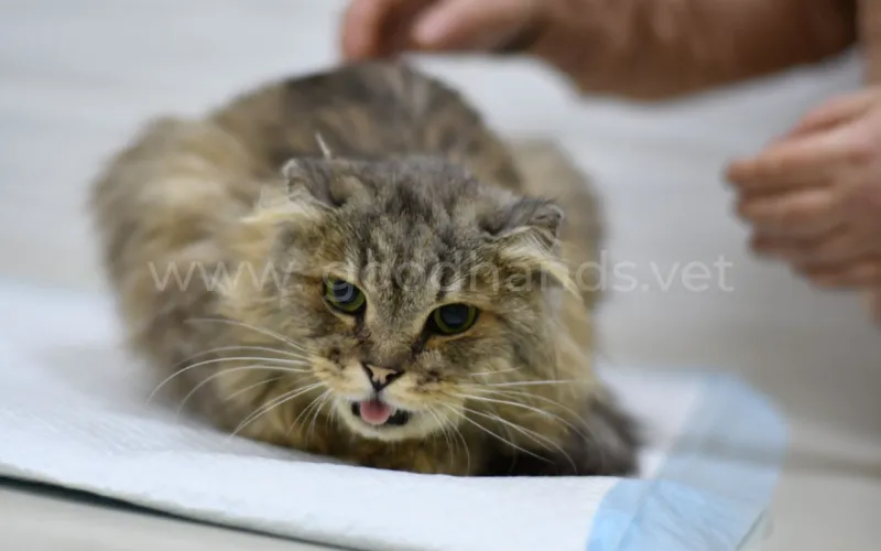 Кошка кашляет и хрипит