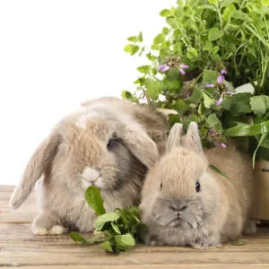 rabbits-eating-herbs.jpg rabbits-eating-herbs.jpg