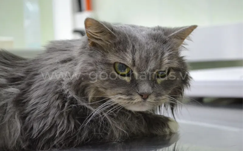 Стареющая кошка, симптомы, лечение