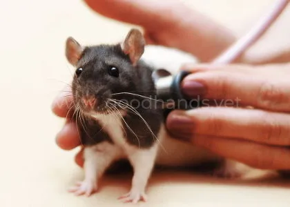 ratolog_3.jpg ratolog_3.jpg
