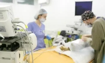 Реанимация животных Реанимация животных