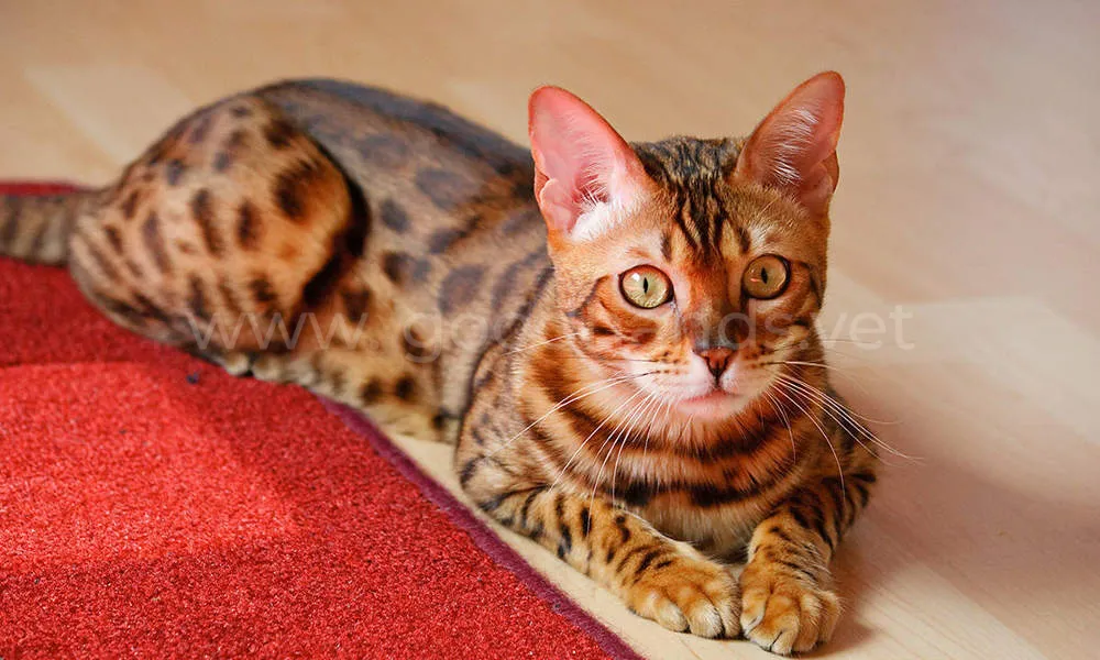 бенгальская кошка бенгальская кошка