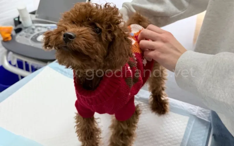 Черные пеленки для собак и автоматические лотки для кошек: польза или вред?