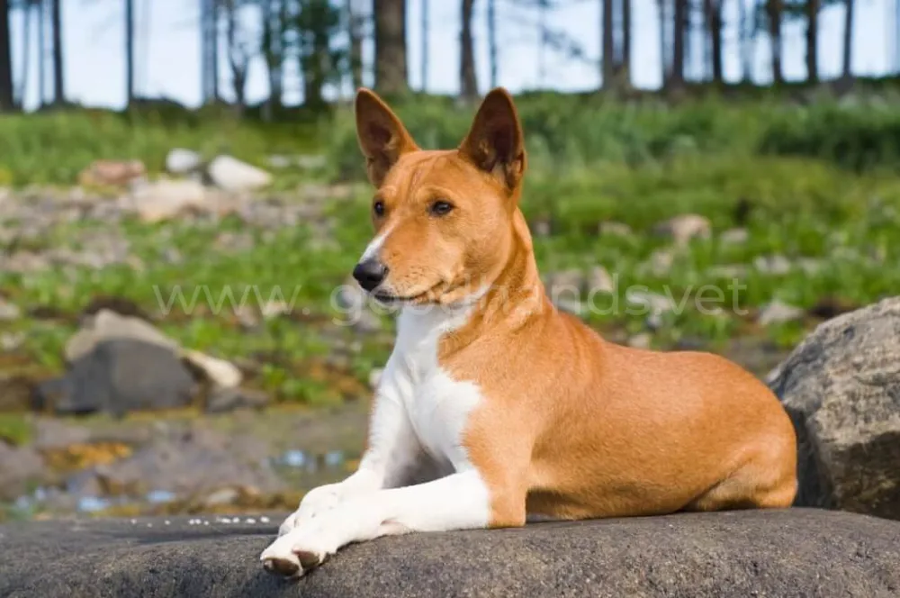 Basenji.jpg Basenji.jpg