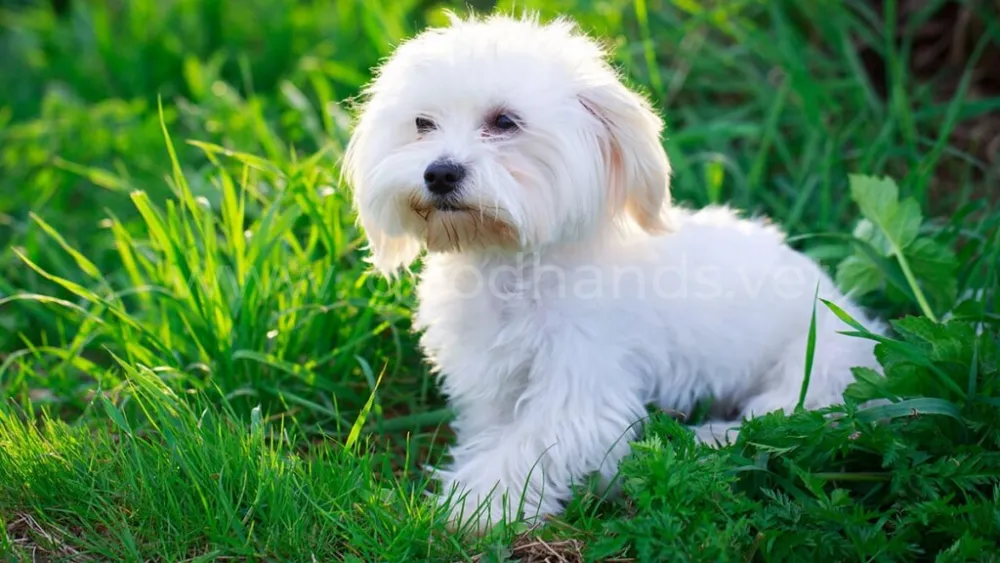 2016-Maltese-Breed.jpg 2016-Maltese-Breed.jpg