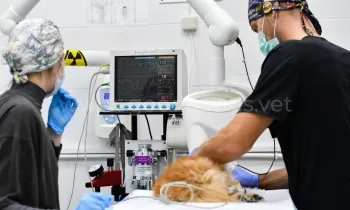 Хирургия и ортопедия Хирургия и ортопедия