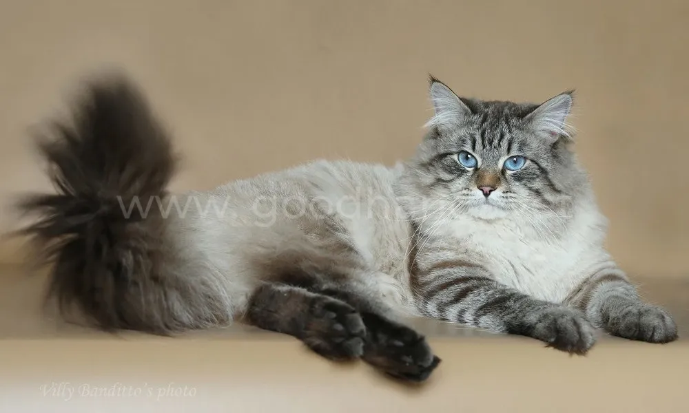 невская маскарадная кошка невская маскарадная кошка