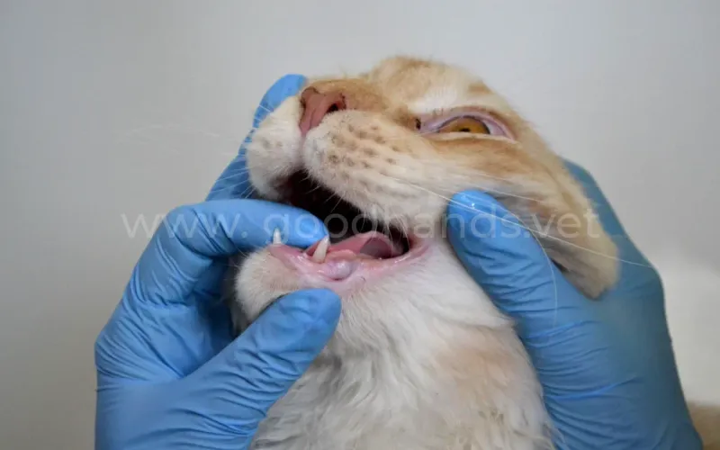 Если кошка подавилась: что делать?