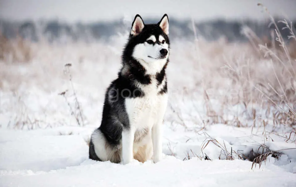 Siberian-Husky-photo_002.jpg сибирский хаски
