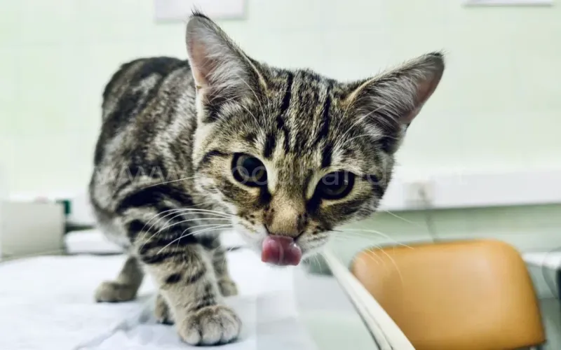 Как приучить котенка к лотку