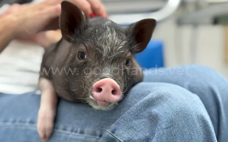 Особенности содержания экзотических животных в доме