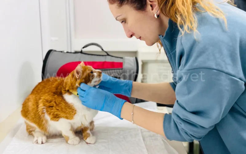 Болезнь почек у кошек симптомы и лечение