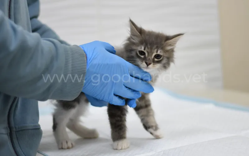 Если подобрали котенка на улице, что делать