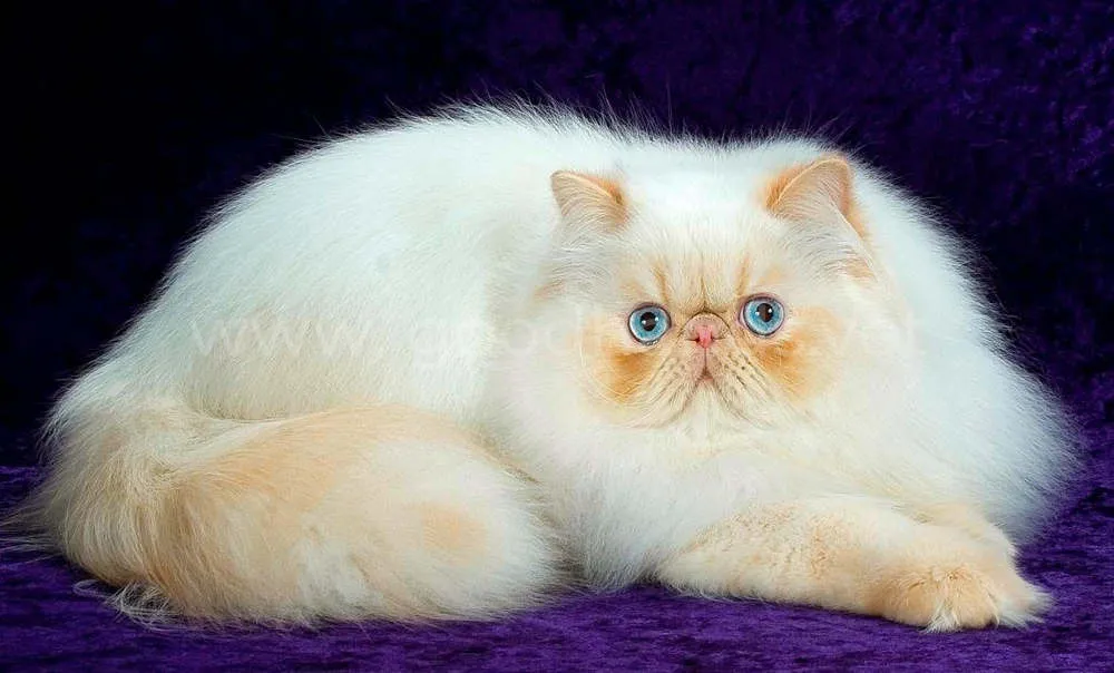 персидская кошка персидская кошка