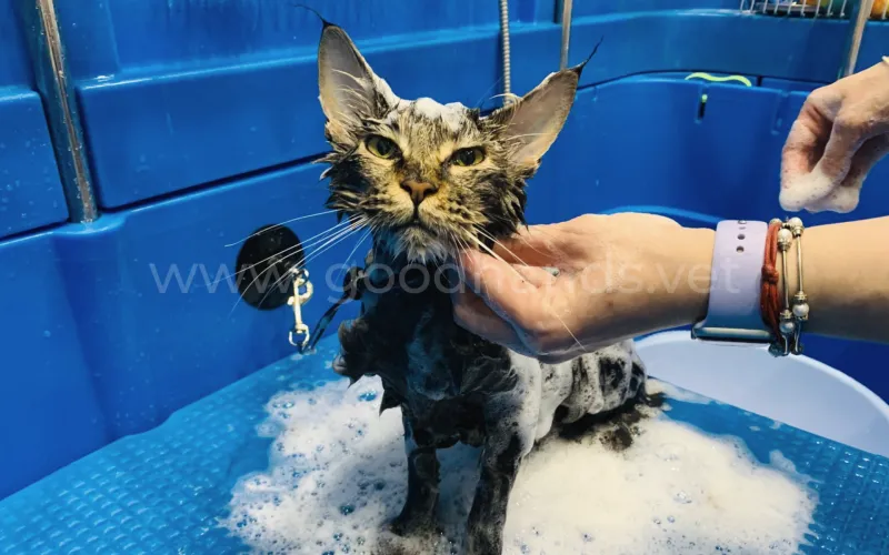 Можно ли мыть кошку?