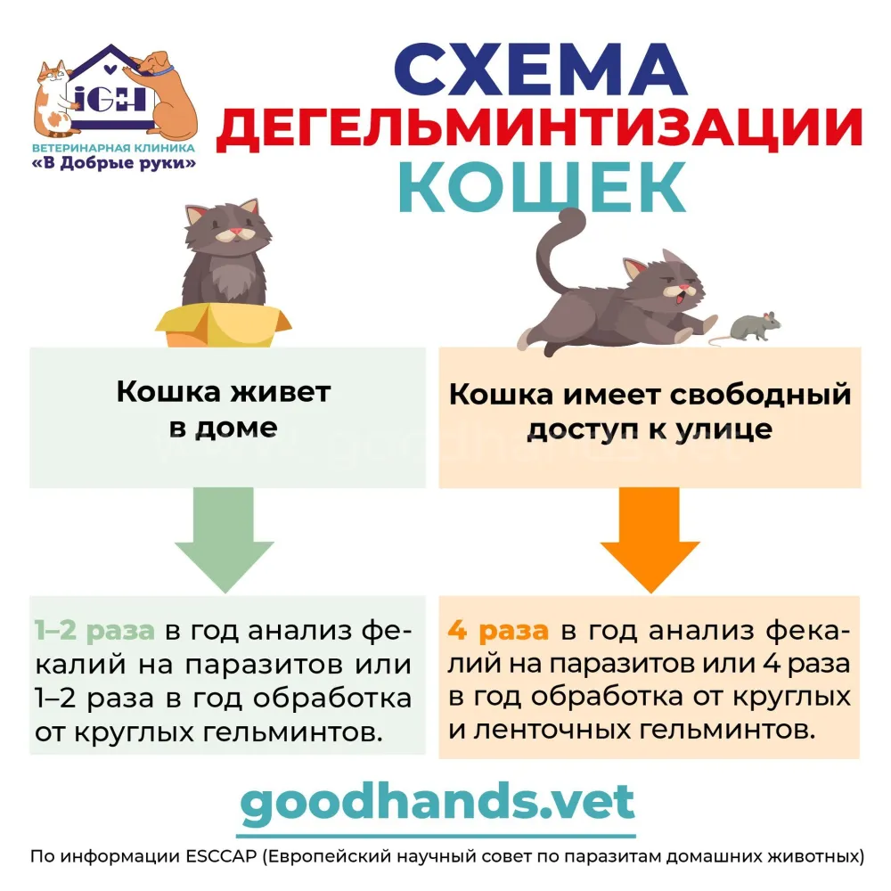 паразиты кошек.jpg