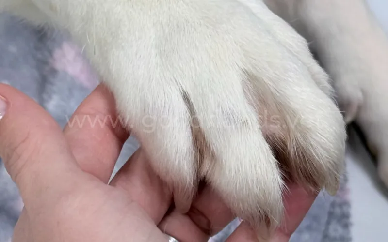 В каких случаях можно усыпить кошку?