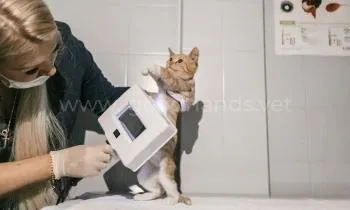 Диспансеризация животных Диспансеризация животных