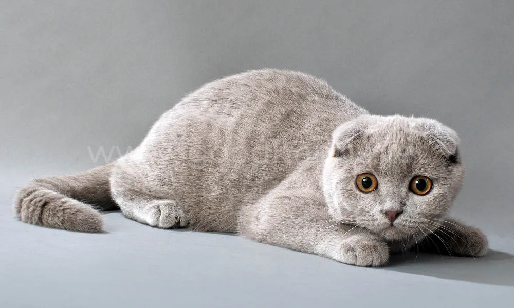 шотландская вислоухая кошка шотландская вислоухая кошка
