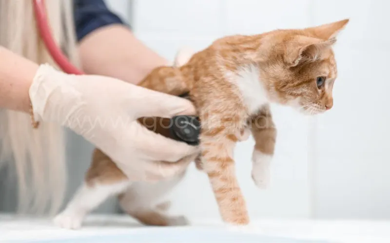Как определить пол котенка